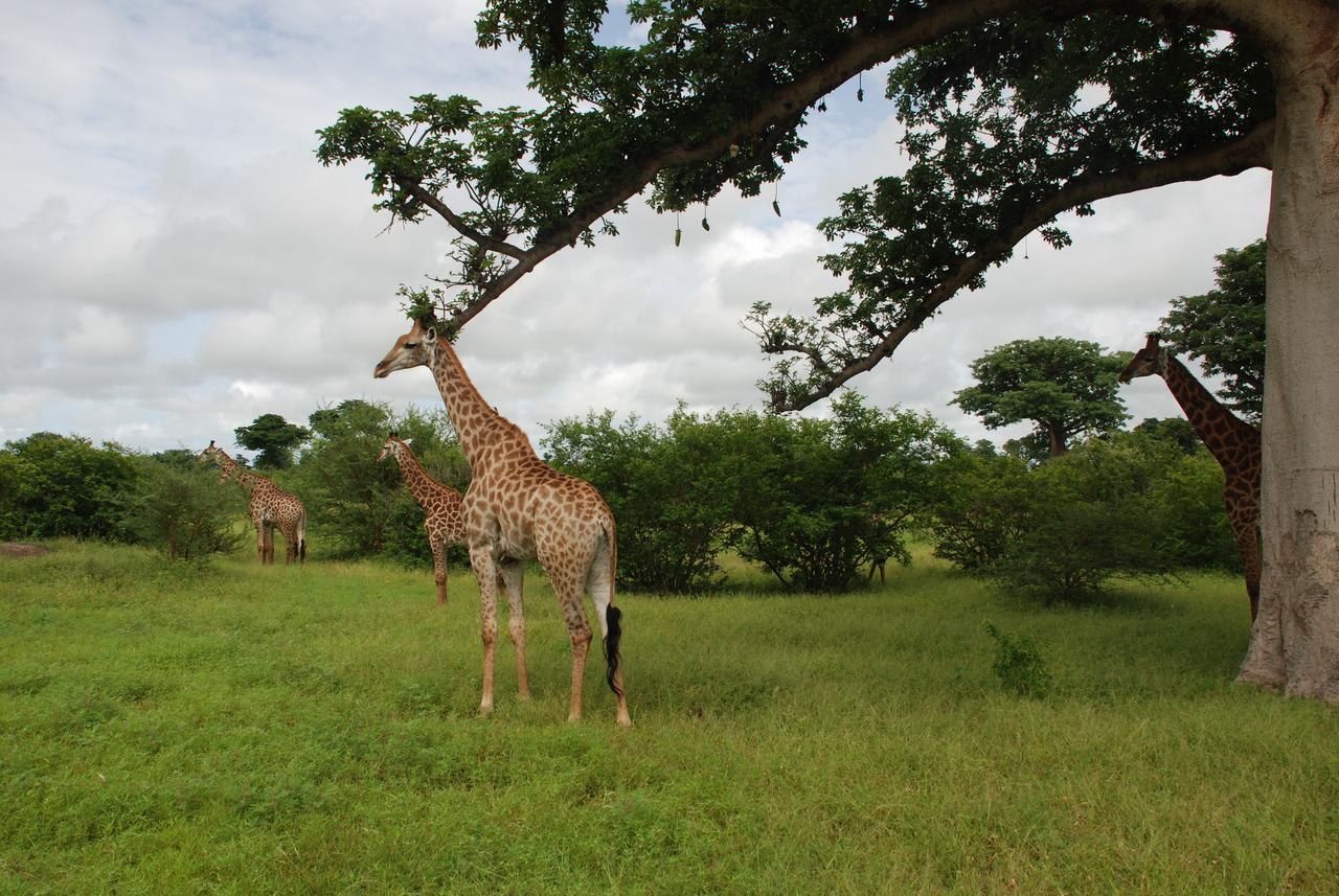 Safari Village Saly Luaran gambar